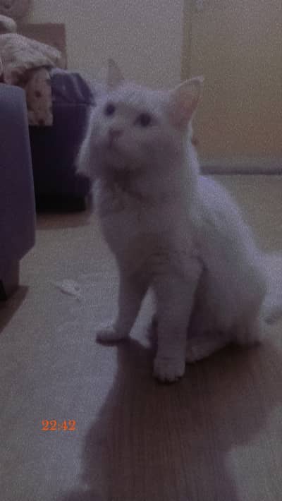 6 months old beautiful kitten