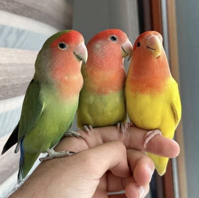 Love birds breeder pairs