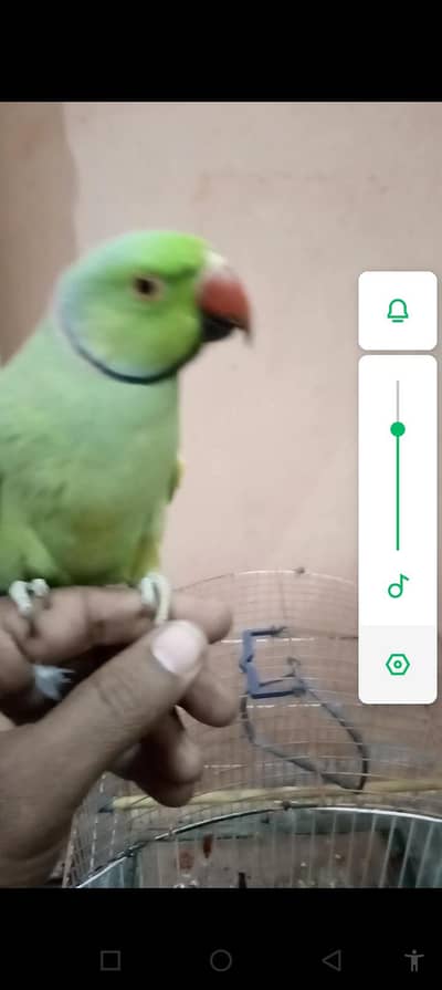 green parrot
