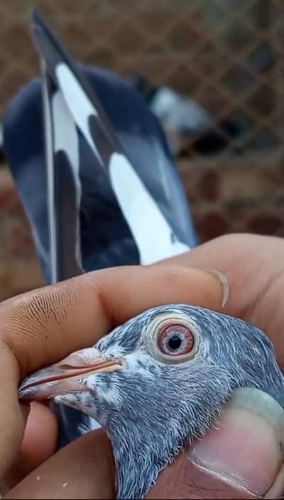 pure mian nazeer wali female for sale 3136570817