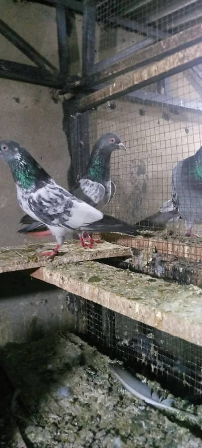 qasori pair far sail high fly pegion