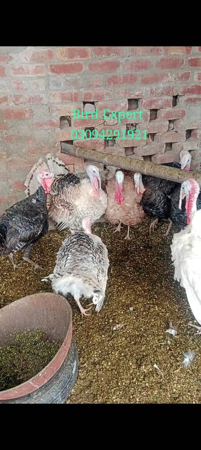 turkey birds