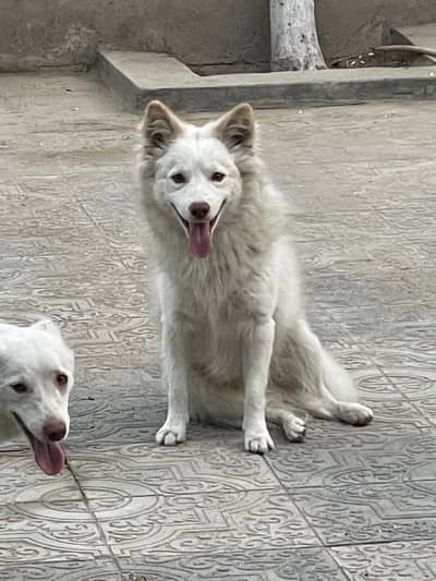 intrested sirf msg karain plz