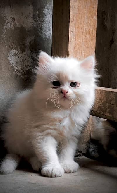 2 white kitten