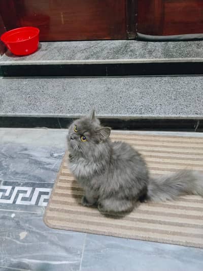 Persian cat, 4 months, #potty trained, cat with litter box
