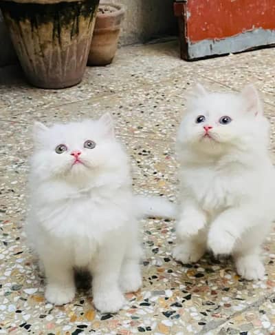 Persian cat for sale only WhatsApp number 03468444939