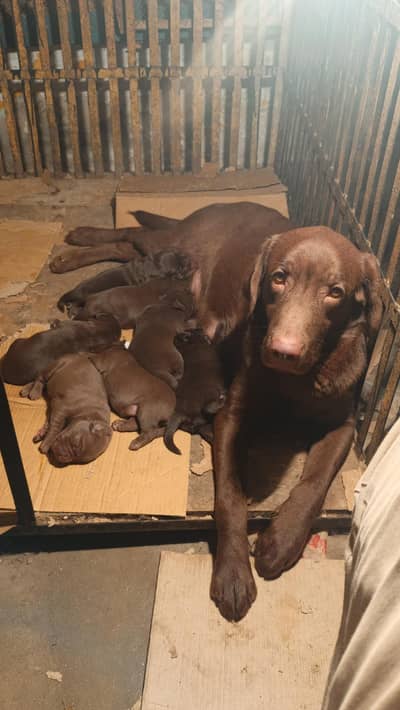 high Quality Females