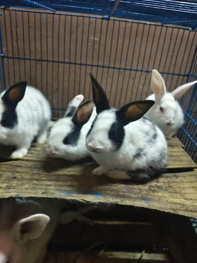 newziland white female & 5 banny for sell