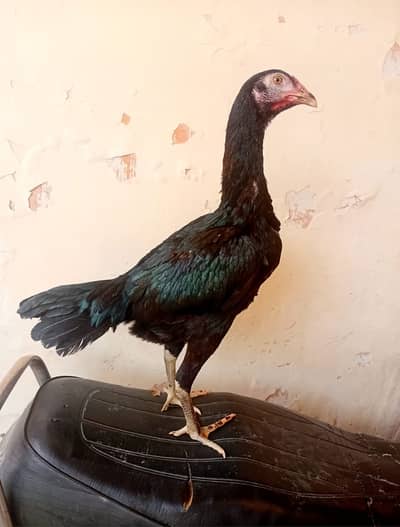 Burmi pakoy . . . . . . . 0313/44/51/750