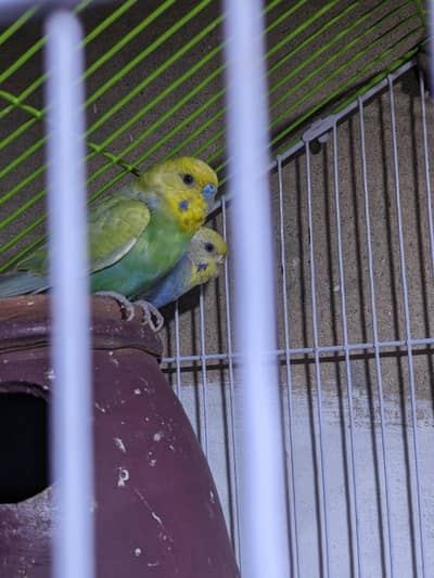 breeder pair