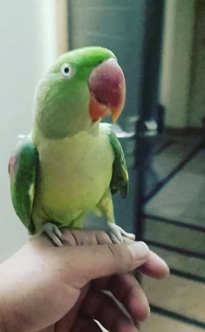 Raw parrot