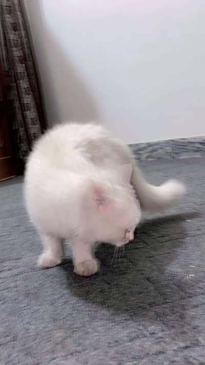 Persian Female Cat Tripple Coated