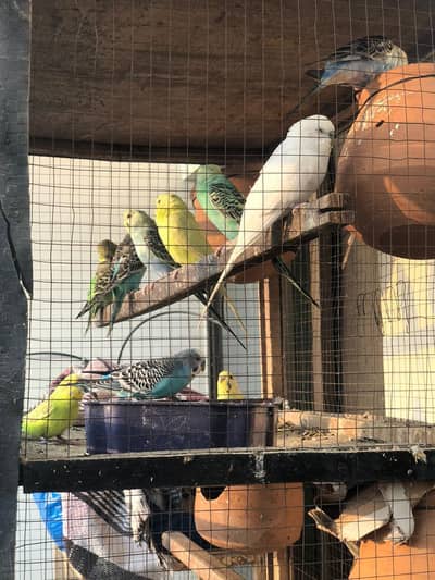 budgies parrots 8 pair with cage