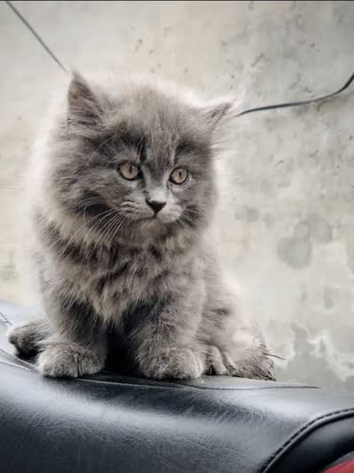 Russian baby triple coat