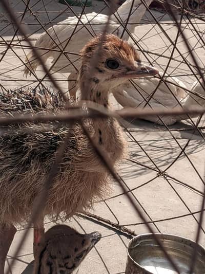 ostrach baby available