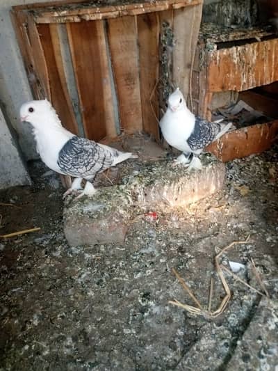 Black chery frill israily breader pair