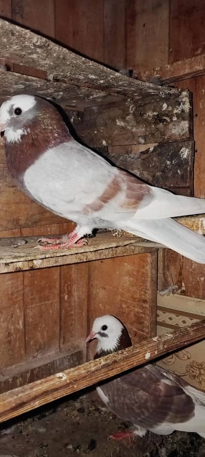 Mughal walay dabay sobaz Yung pair