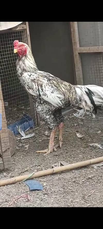 High quality shamo aseel breed chicks