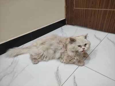 White colour pure Persian cat for sale