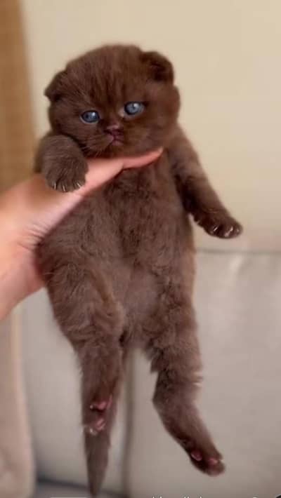 Scottish Fold