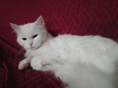 triple coated Persian