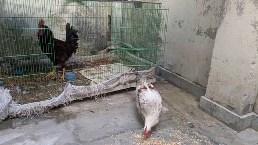 Murgha Murghi for Sale