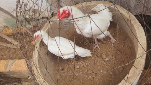 Aseel Heera breeder pier