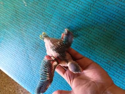 ringneck green parrot or pineapple counre or love birds