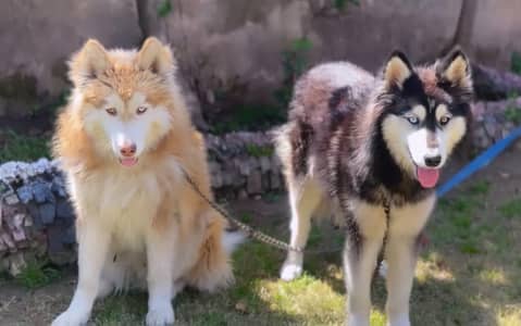Husky breeder pair exchange with Germany Shepherd Female