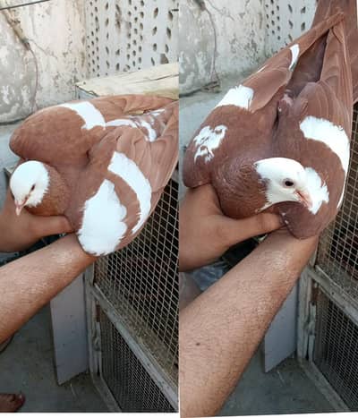 Pair and pathy available for sell