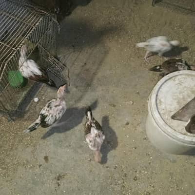 aseel chicks for sale