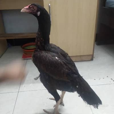 High Quality Mianwali Aseel madi