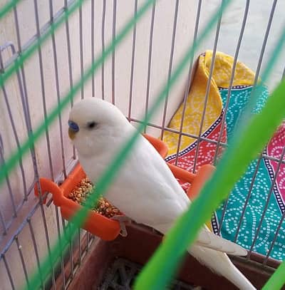 Australian parrots  . . . .