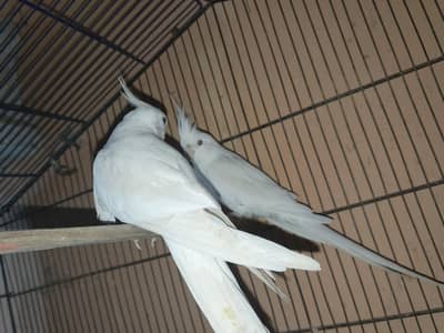 Eno coktal pair baridar