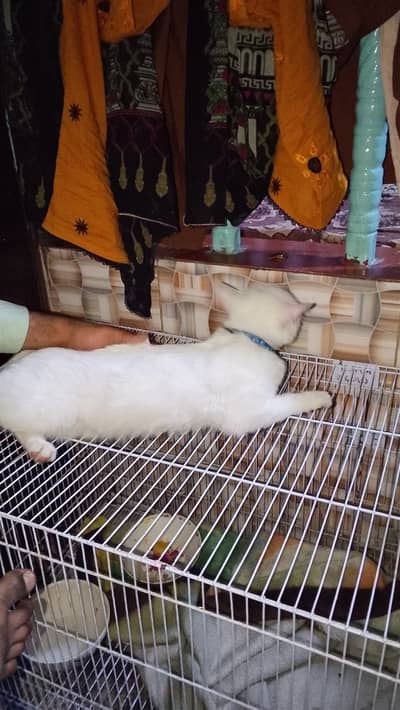 Persian pair for sale female pregnant hae