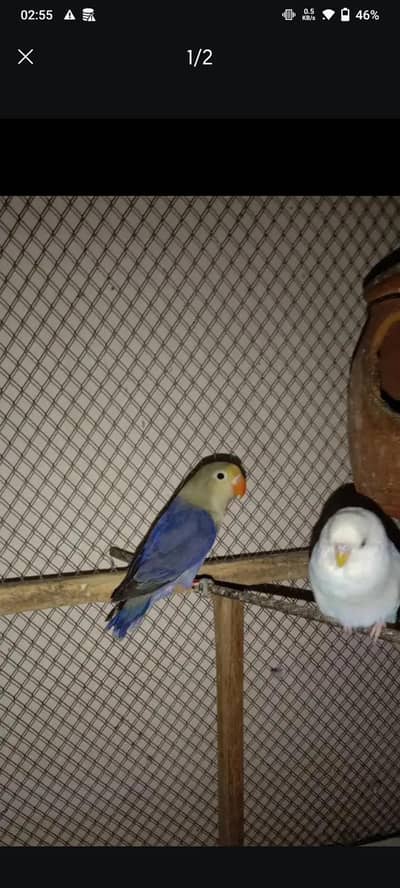 love birds for sale imported only Whatsapp per msg kare