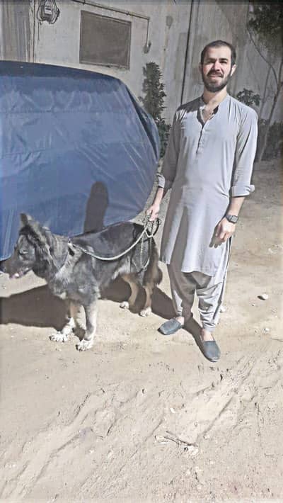 Belgian shepherd female for sale