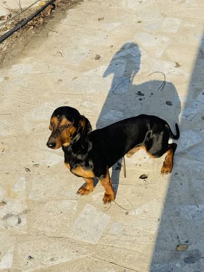 2 Dachshund Breeding Pair Available (Female Pregnant)