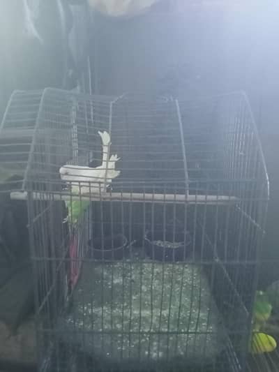 birds with cages metal cages