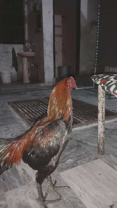 Aseel Thai pattha  for sall (15000) phone number 03094237354