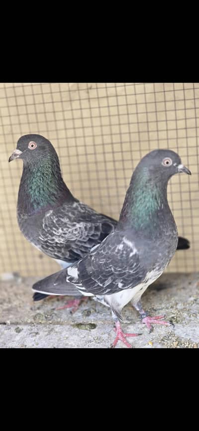 high class qasoori jaldaar