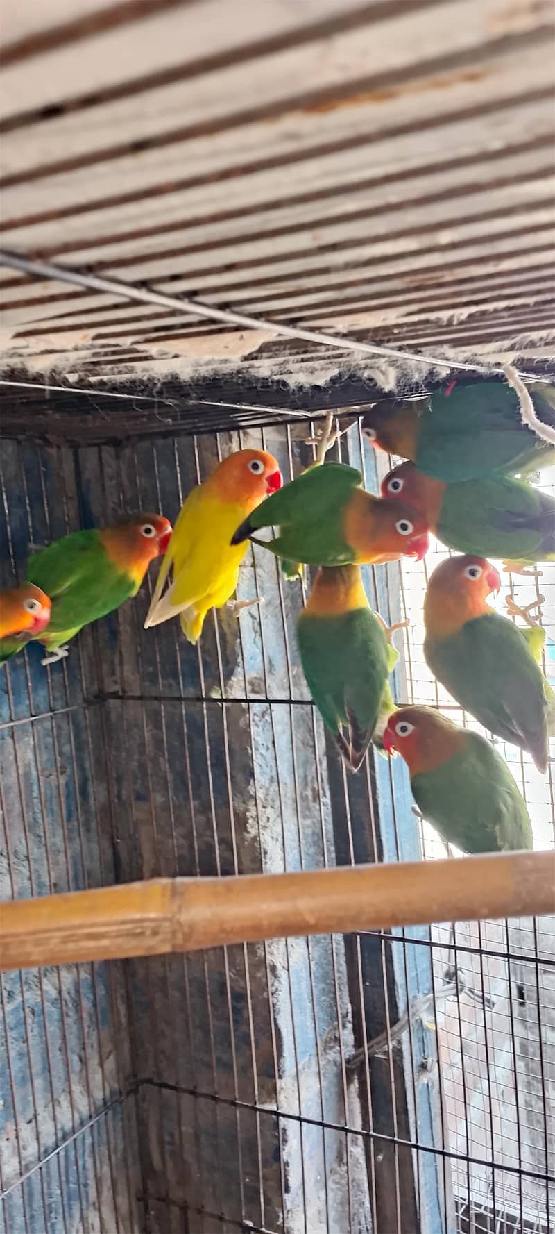 4 pair letno split 1