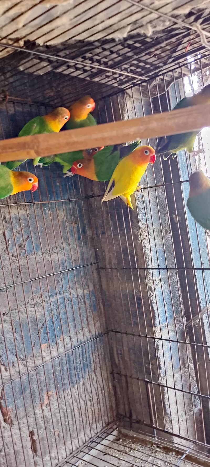 4 pair letno split 2