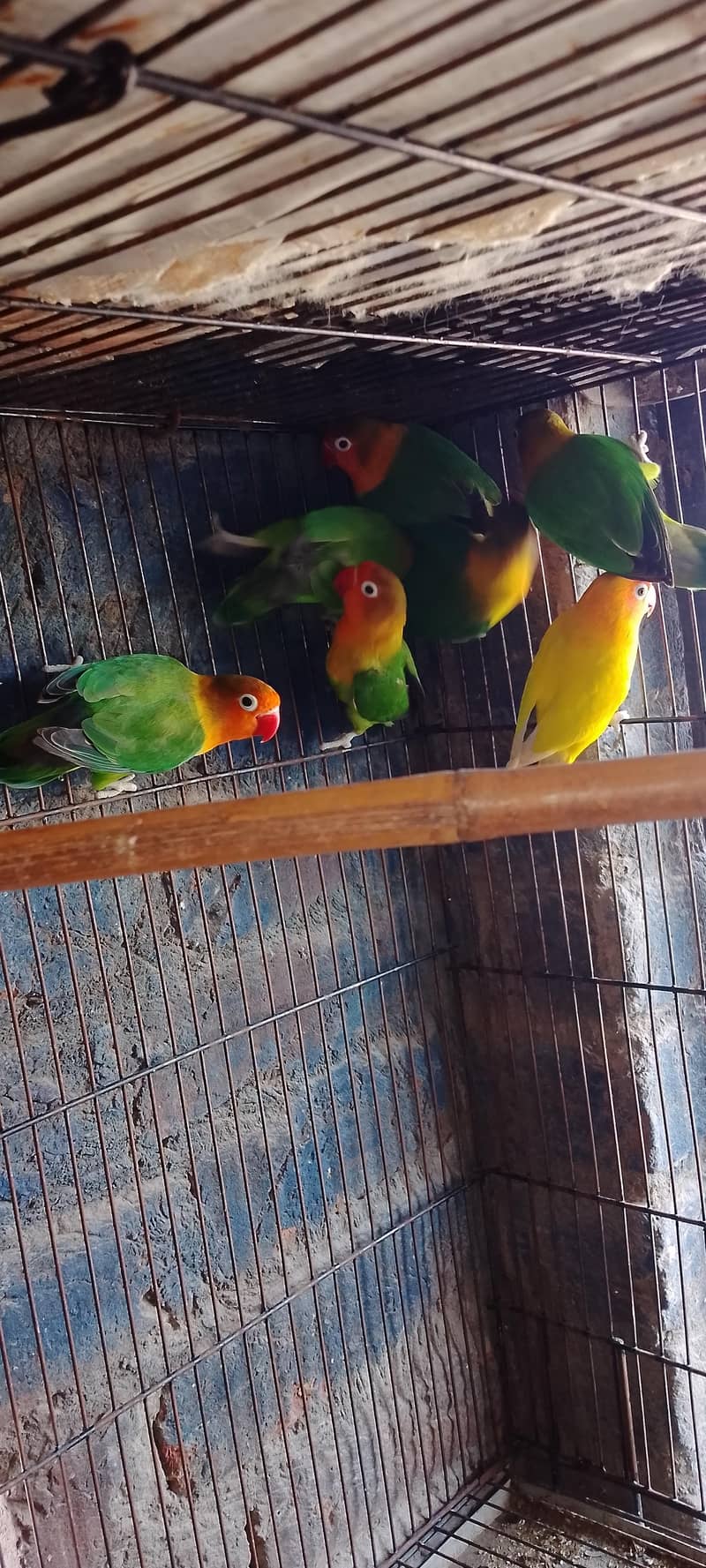 4 pair letno split 3