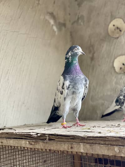 Ch sakhi pure 10 number