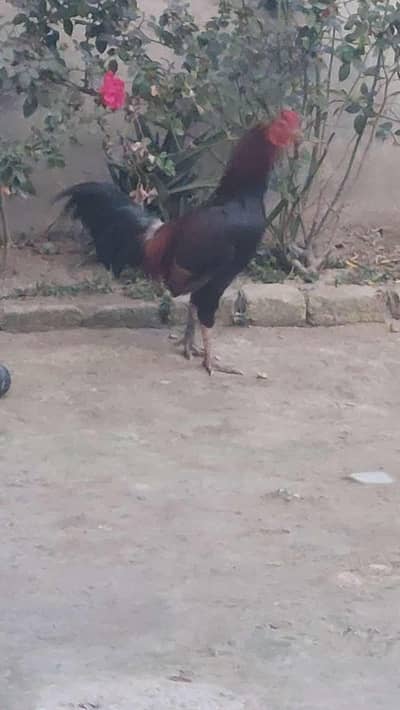 Aseel murghe for sale.