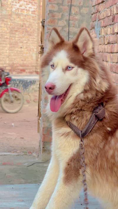husky male