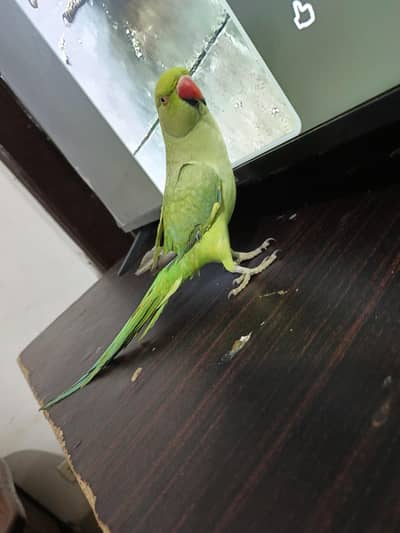 male parrot