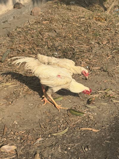 King white o shamo pair