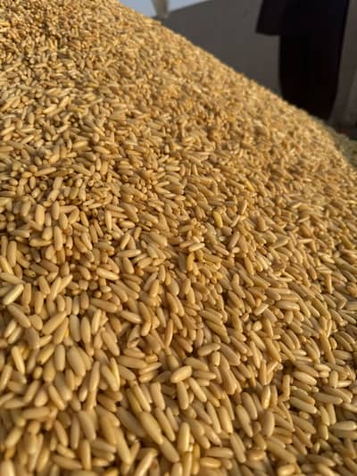 Pine Nuts | الصنوبر